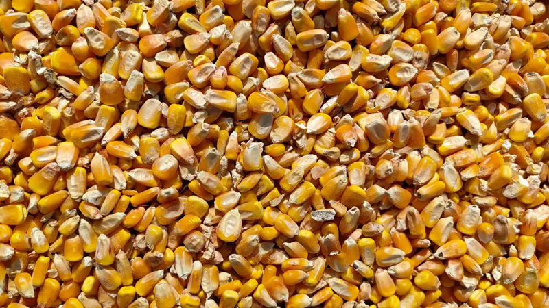 2022.10.27全国玉米价格均价2898元/吨 今日玉米行情涨跌表