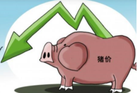 10月25日猪价跌惨，均价连跌，明天猪价还会跌吗？