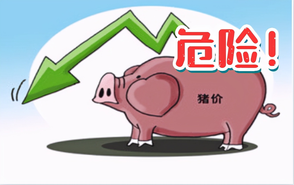 政策调控频频加码，生猪价格继续回落，明年上半年养猪能赚钱吗？