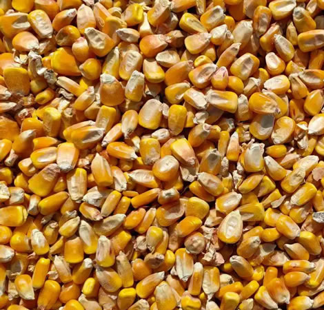 全国玉米价格涨跌表