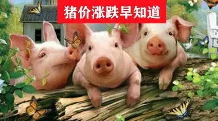 明天猪价：2022.12.31全国生猪价格早知道