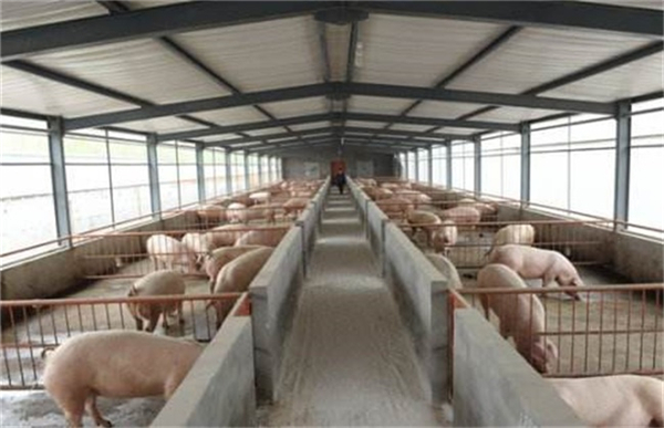 猪价为什么快速下跌？两个月跌了40%，养殖端逼近亏损线